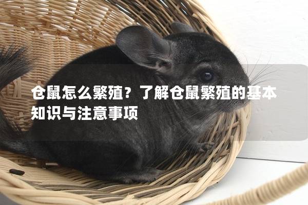 仓鼠怎么繁殖？了解仓鼠繁殖的基本知识与注意事项