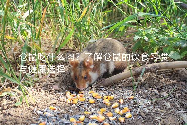 仓鼠吃什么肉？了解仓鼠的饮食习惯与健康选择