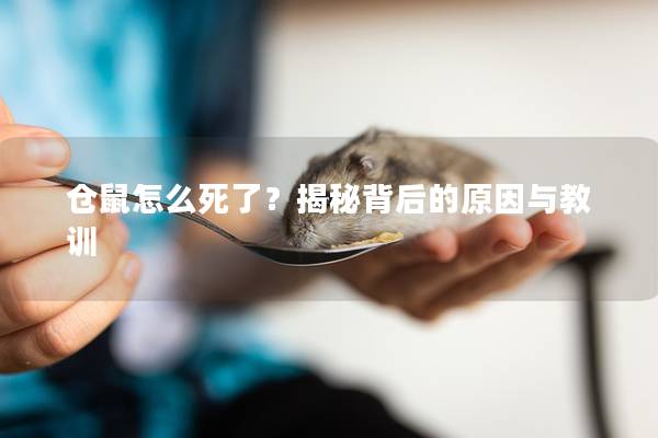 仓鼠怎么死了？揭秘背后的原因与教训