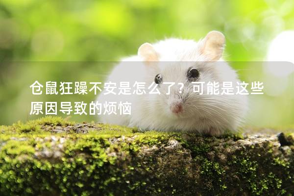 仓鼠狂躁不安是怎么了？可能是这些原因导致的烦恼