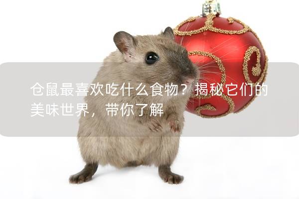 仓鼠最喜欢吃什么食物？揭秘它们的美味世界，带你了解