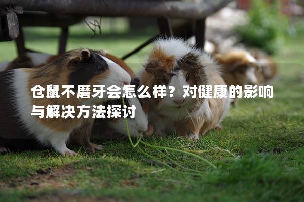 仓鼠不磨牙会怎么样？对健康的影响与解决方法探讨