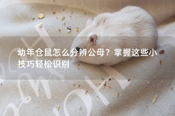 幼年仓鼠怎么分辨公母？掌握这些小技巧轻松识别