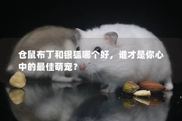 仓鼠布丁和银狐哪个好，谁才是你心中的最佳萌宠？