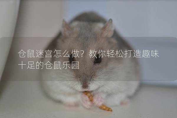 仓鼠迷宫怎么做？教你轻松打造趣味十足的仓鼠乐园