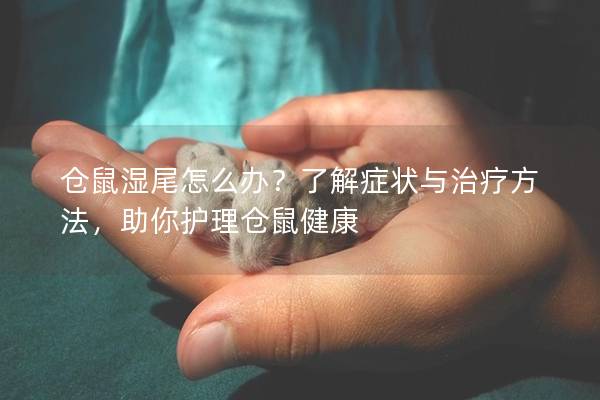 仓鼠湿尾怎么办？了解症状与治疗方法，助你护理仓鼠健康