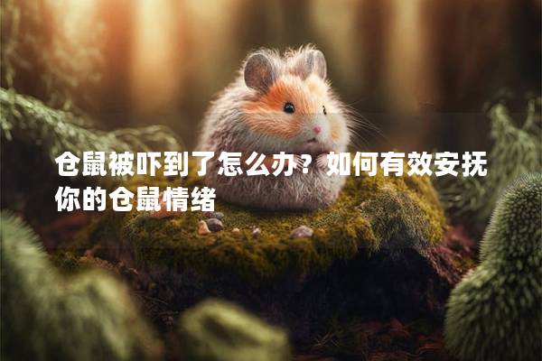 仓鼠被吓到了怎么办？如何有效安抚你的仓鼠情绪