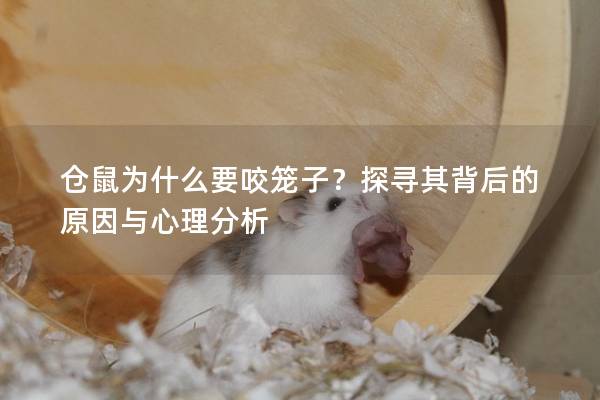 仓鼠为什么要咬笼子？探寻其背后的原因与心理分析