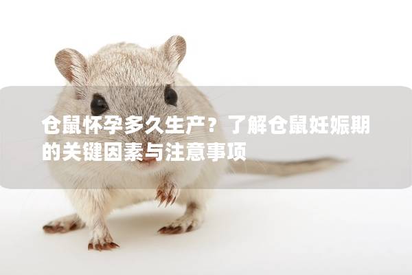 仓鼠怀孕多久生产？了解仓鼠妊娠期的关键因素与注意事项