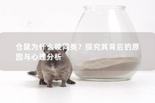 仓鼠为什么咬同类？探究其背后的原因与心理分析