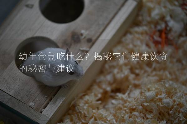 幼年仓鼠吃什么？揭秘它们健康饮食的秘密与建议