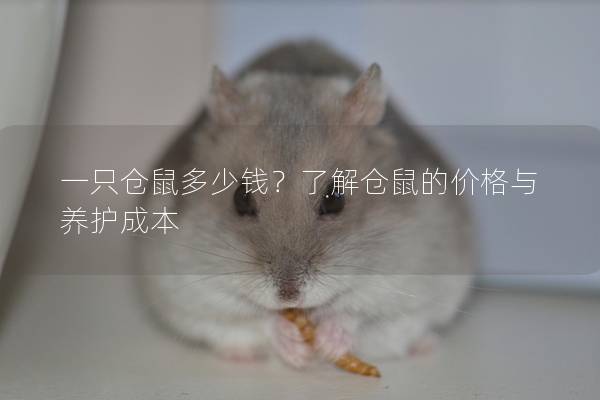 一只仓鼠多少钱？了解仓鼠的价格与养护成本