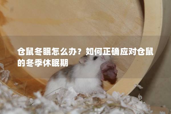 仓鼠冬眠怎么办？如何正确应对仓鼠的冬季休眠期