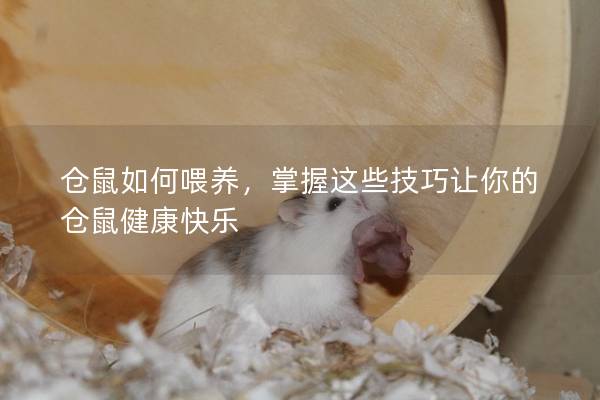 仓鼠如何喂养，掌握这些技巧让你的仓鼠健康快乐