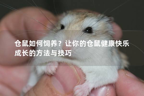 仓鼠如何饲养？让你的仓鼠健康快乐成长的方法与技巧