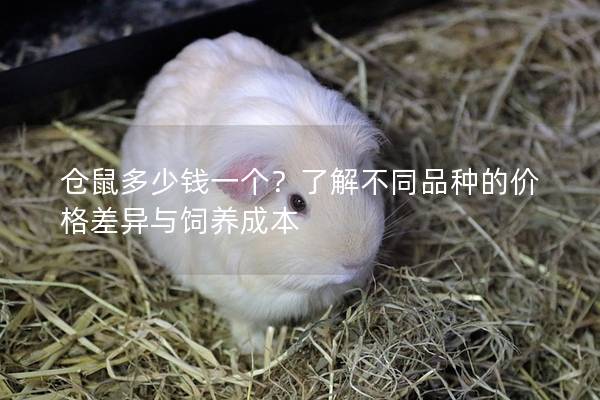 仓鼠多少钱一个？了解不同品种的价格差异与饲养成本