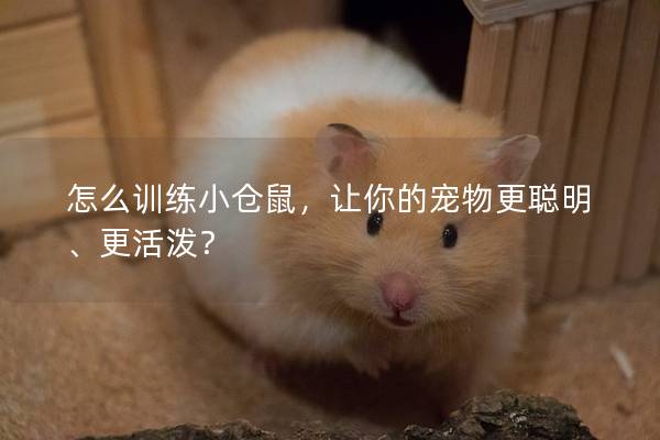 怎么训练小仓鼠，让你的宠物更聪明、更活泼？