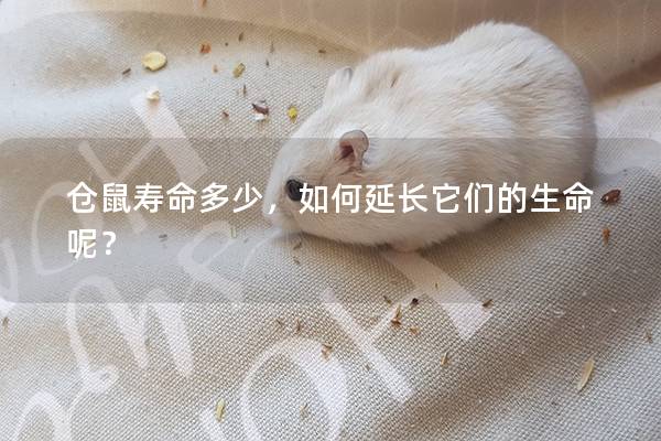 仓鼠寿命多少，如何延长它们的生命呢？