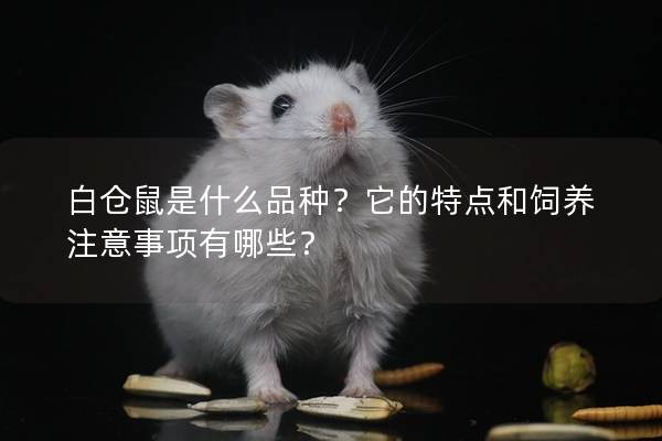 白仓鼠是什么品种？它的特点和饲养注意事项有哪些？