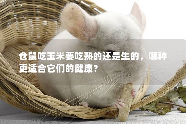 仓鼠吃玉米要吃熟的还是生的，哪种更适合它们的健康？