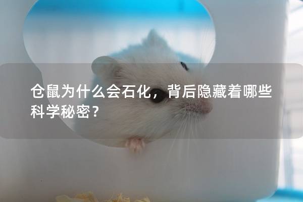 仓鼠为什么会石化，背后隐藏着哪些科学秘密？