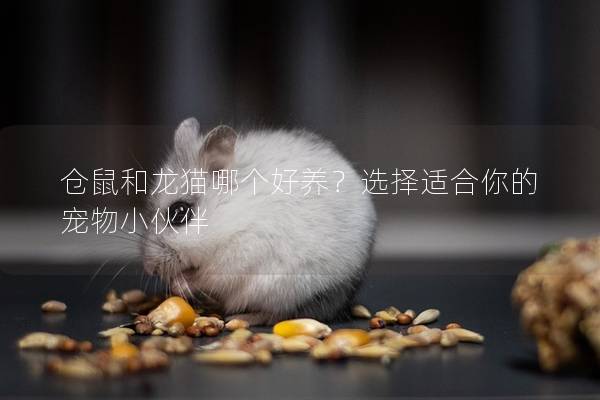 仓鼠和龙猫哪个好养？选择适合你的宠物小伙伴