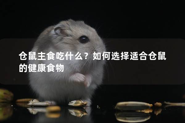 仓鼠主食吃什么？如何选择适合仓鼠的健康食物