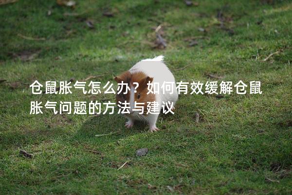 仓鼠胀气怎么办？如何有效缓解仓鼠胀气问题的方法与建议