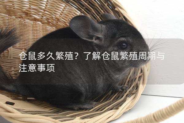 仓鼠多久繁殖？了解仓鼠繁殖周期与注意事项