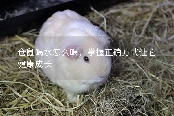 仓鼠喝水怎么喝，掌握正确方式让它健康成长