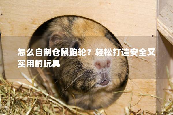 怎么自制仓鼠跑轮？轻松打造安全又实用的玩具