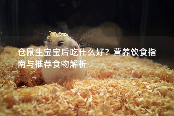 仓鼠生宝宝后吃什么好？营养饮食指南与推荐食物解析