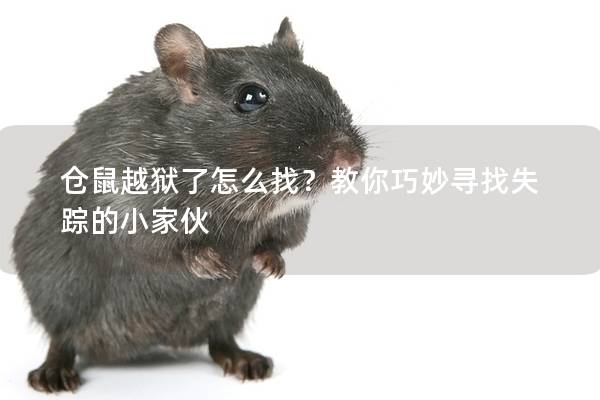 仓鼠越狱了怎么找？教你巧妙寻找失踪的小家伙