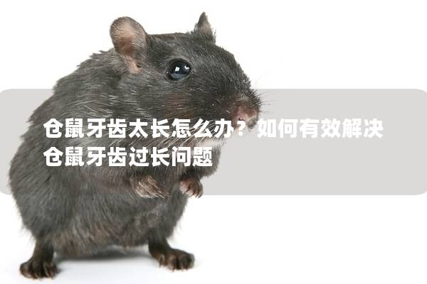 仓鼠牙齿太长怎么办？如何有效解决仓鼠牙齿过长问题