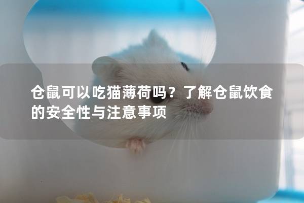 仓鼠可以吃猫薄荷吗？了解仓鼠饮食的安全性与注意事项