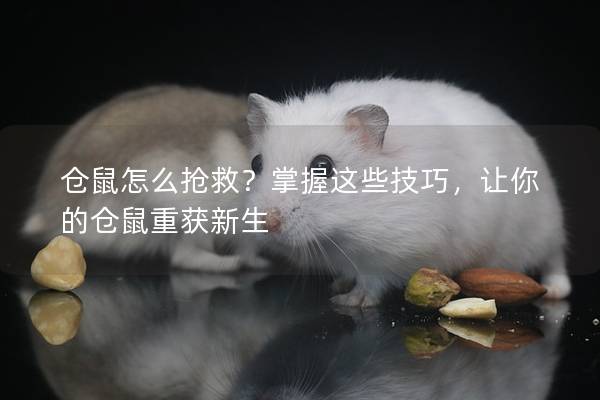 仓鼠怎么抢救？掌握这些技巧，让你的仓鼠重获新生