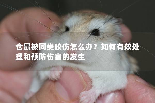 仓鼠被同类咬伤怎么办？如何有效处理和预防伤害的发生