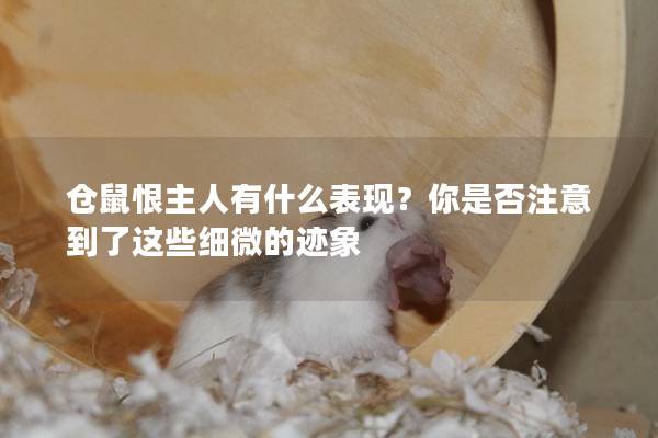 仓鼠恨主人有什么表现？你是否注意到了这些细微的迹象