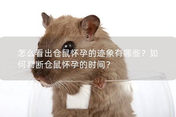 怎么看出仓鼠怀孕的迹象有哪些？如何判断仓鼠怀孕的时间？