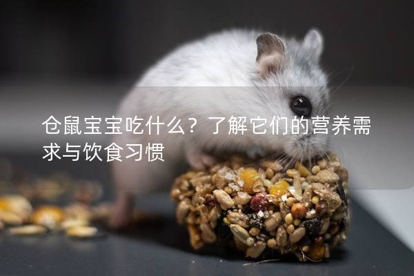 仓鼠宝宝吃什么？了解它们的营养需求与饮食习惯