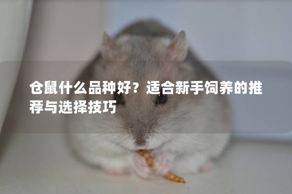 仓鼠什么品种好？适合新手饲养的推荐与选择技巧