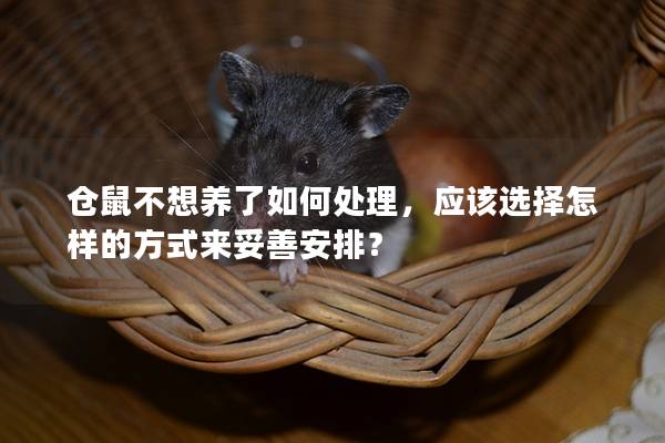 仓鼠不想养了如何处理，应该选择怎样的方式来妥善安排？