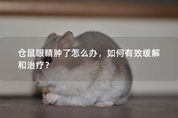 仓鼠眼睛肿了怎么办，如何有效缓解和治疗？