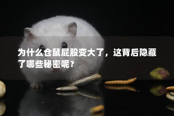 为什么仓鼠屁股变大了，这背后隐藏了哪些秘密呢？