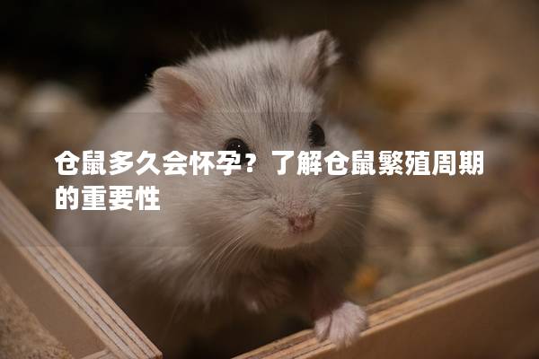 仓鼠多久会怀孕？了解仓鼠繁殖周期的重要性