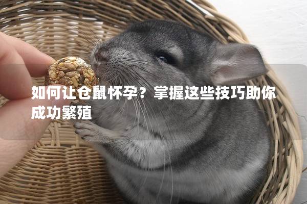 如何让仓鼠怀孕？掌握这些技巧助你成功繁殖