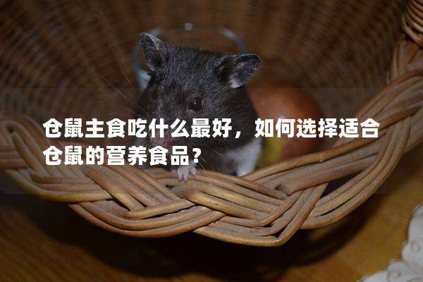 仓鼠主食吃什么最好，如何选择适合仓鼠的营养食品？