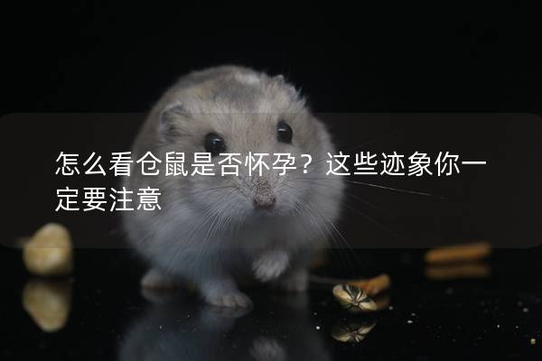 怎么看仓鼠是否怀孕？这些迹象你一定要注意