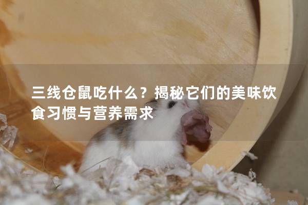 三线仓鼠吃什么？揭秘它们的美味饮食习惯与营养需求