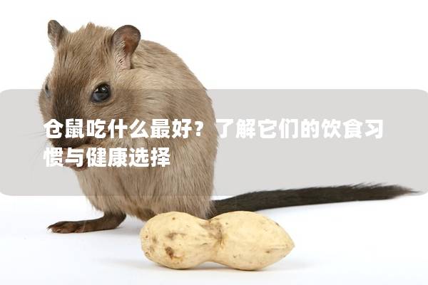 仓鼠吃什么最好？了解它们的饮食习惯与健康选择